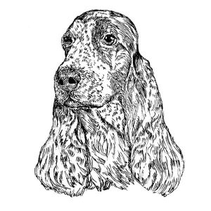English Cocker Spaniel Roan 1