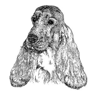 Cocker Spaniel English2