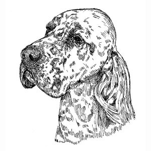 English Setter1
