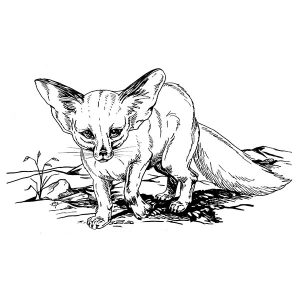 Fennec Fox2
