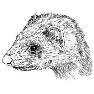 Ferret1