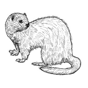 Ferret2