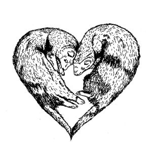Ferret3