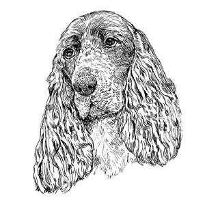 Field Spaniel1