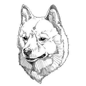 Finnish Spitz1
