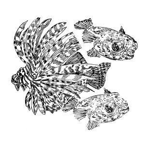 Fish Lionfish