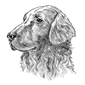 Flatcoated Retriever1