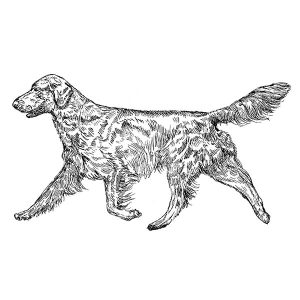 Flatcoated Retriever2