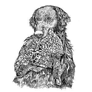 Flat Coated Retriever3