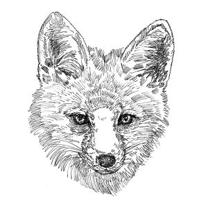 Fox1
