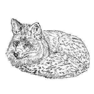 Fox2