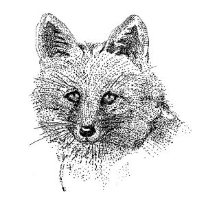 Fox3