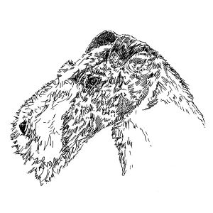 Fox Terrier2