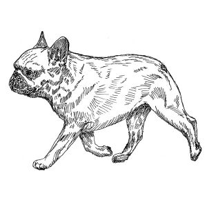 French Bulldog2