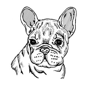 French Bulldog3