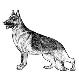 German Shepherd Dog1