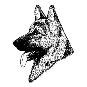 German Shepherd Dog2