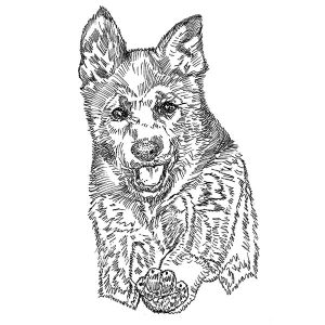 German Shepherd Dog3