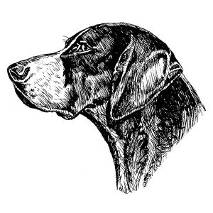 German Shorthaired Pointer1