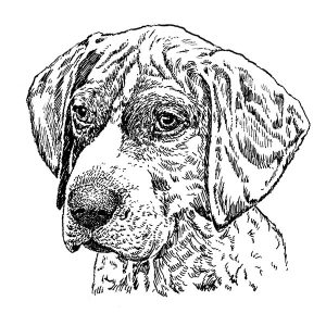 German Shorthaired Pointer2