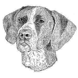 German Shorthaired Pointer3