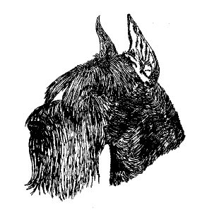 Giant Schnauzer1