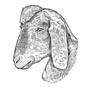 Goat Nubian