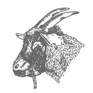 Goat Pygmy