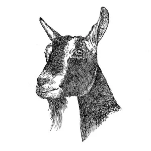 Goat Swiss