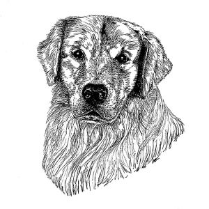 Golden Retriever1