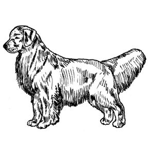 Golden Retriever2