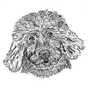 Goldendoodle1
