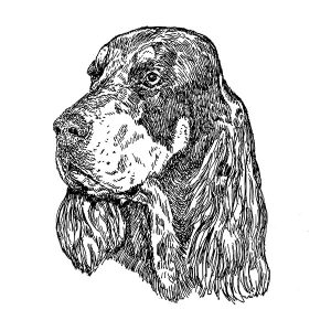 Gordon Setter1