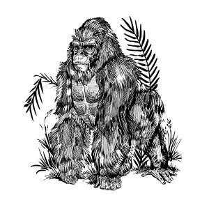Gorilla