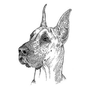 Great Dane1