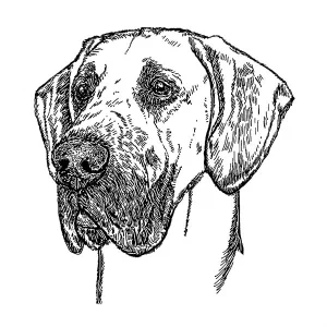Great Dane2