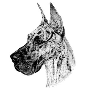 Great Dane3