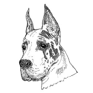 Great Dane4