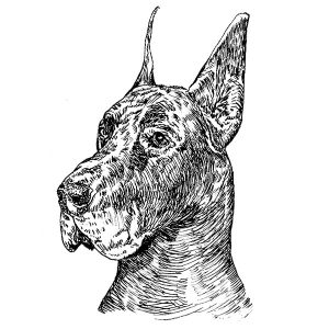 Great Dane5