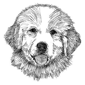 Great Pyrenees2