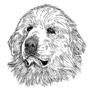 Great Pyrenees1