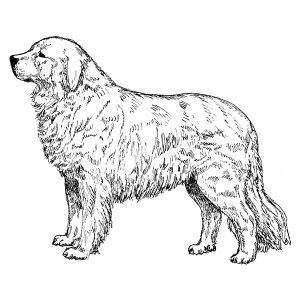 Great Pyrenees3