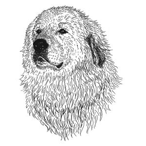 Great Pyrenees4