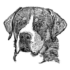 Greater Swiss Mountain Dog1