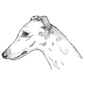 Greyhound1