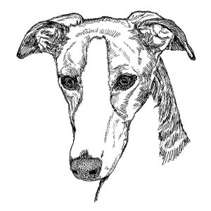 Greyhound2