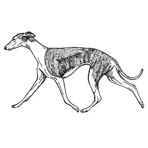 Greyhound3
