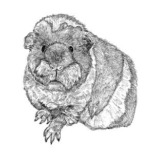 Guinea Pig