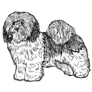 Havanese1