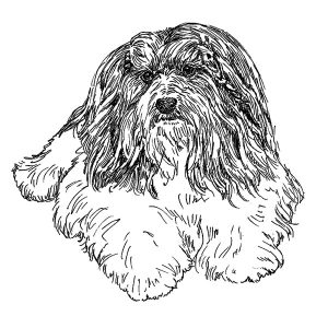 Havanese2